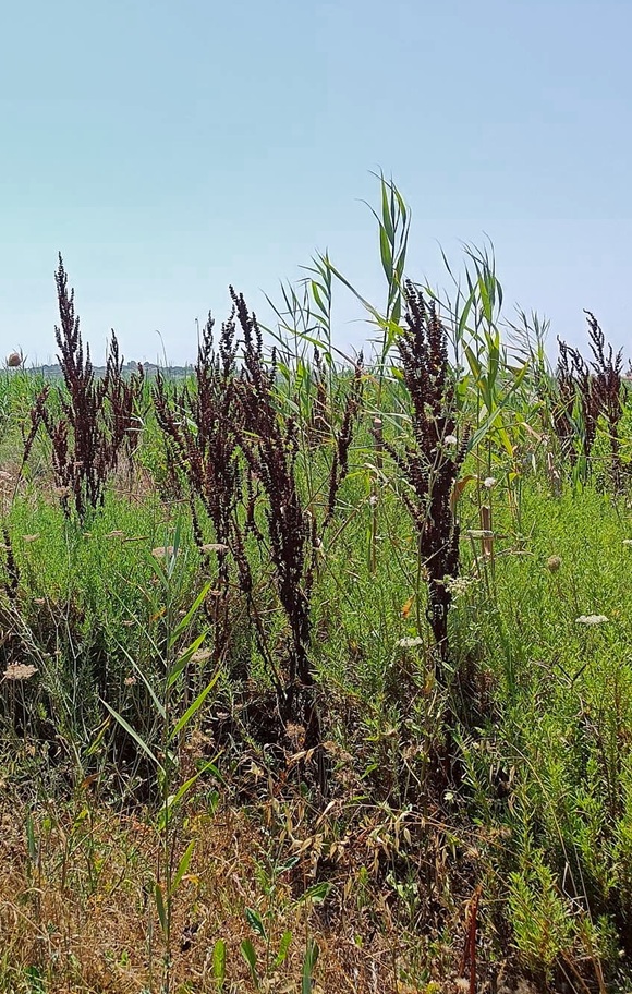 After extensive biotope restoration work for our migratory bi
